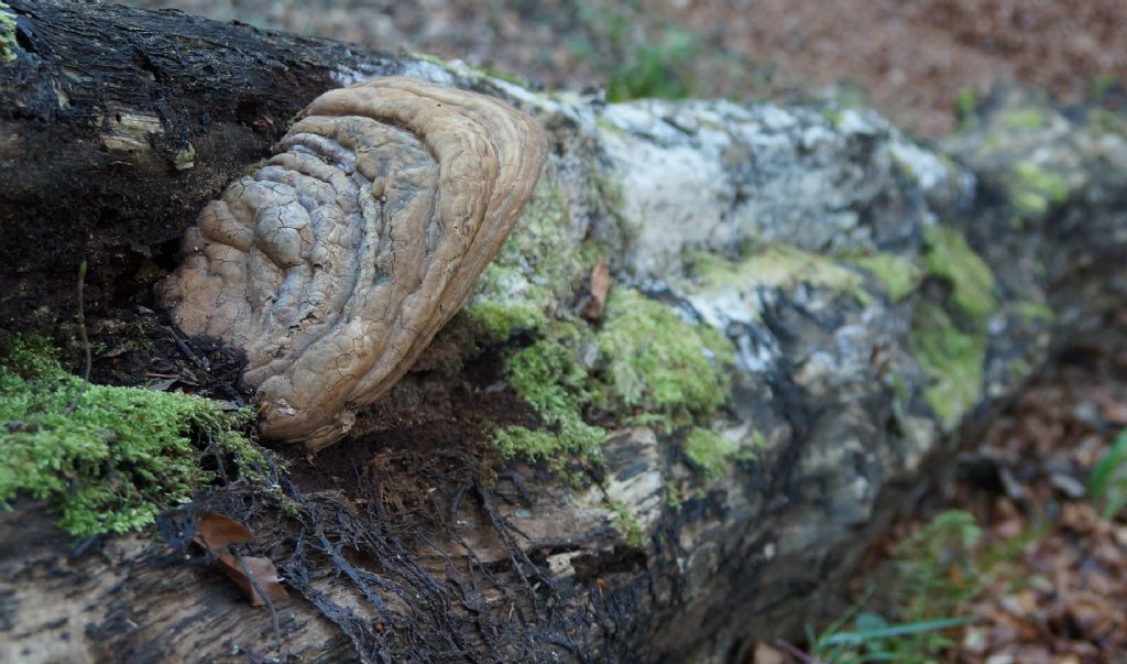 Fungo legnoso su tronco di CarpinoBianco